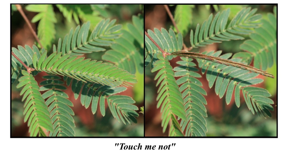 "Touch me not" - Mimose