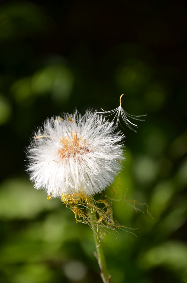 touch of nature