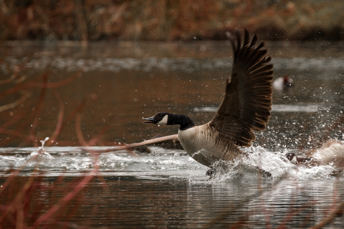 Touchdown!