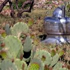 touchdown in the cactus garden