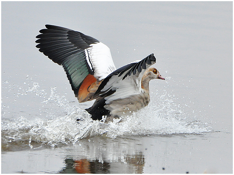 "Touchdown ist erfolgt!"