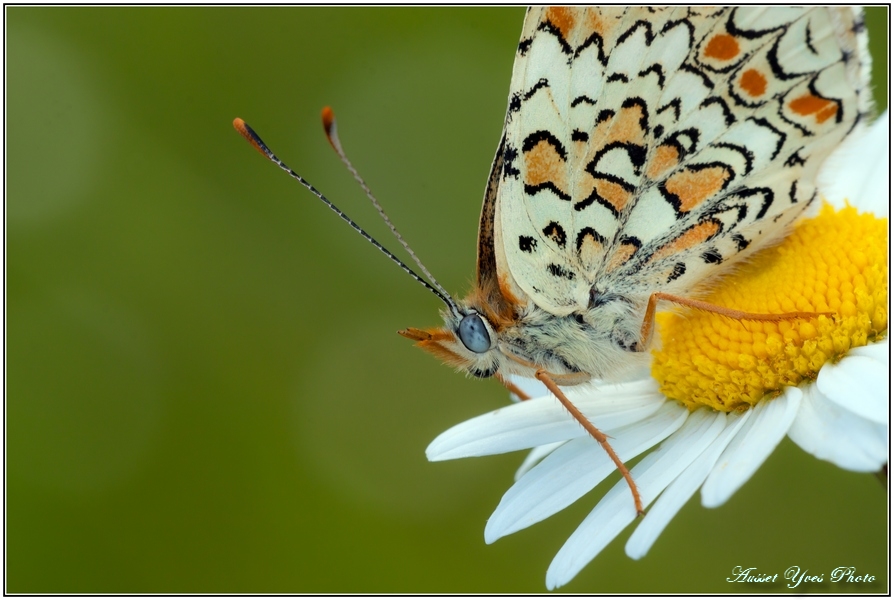 touche pas a ma fleur!!