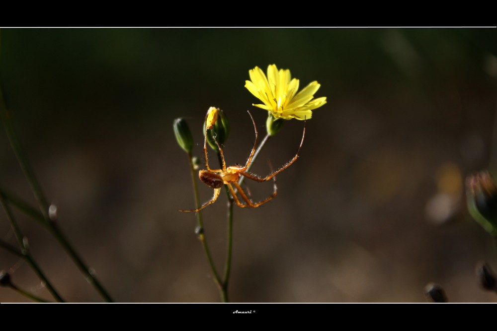 Touche pas a ma fleur !