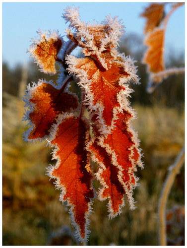 Touched by Winter