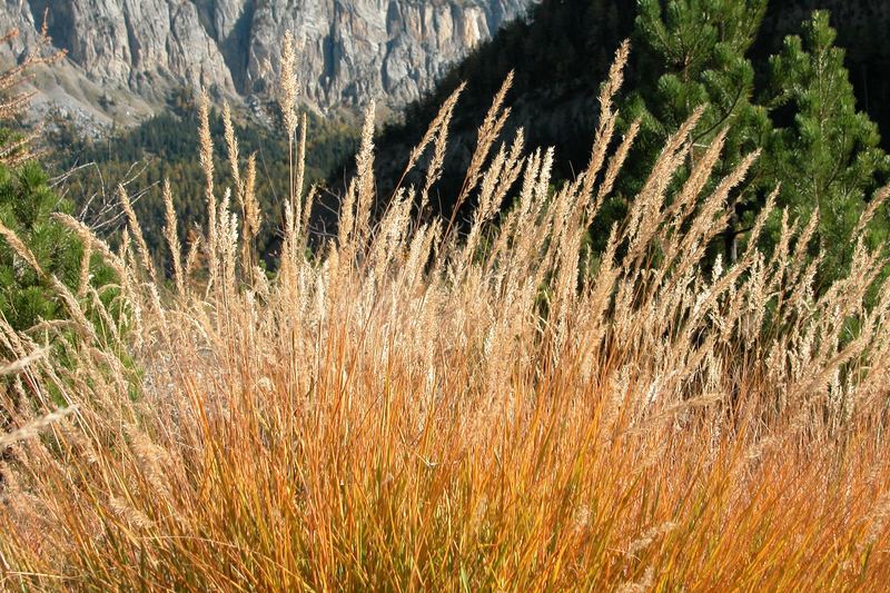 Touffe d'herbes à Derborence VS