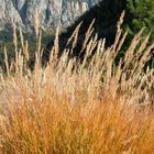 Touffe d'herbes à Derborence VS