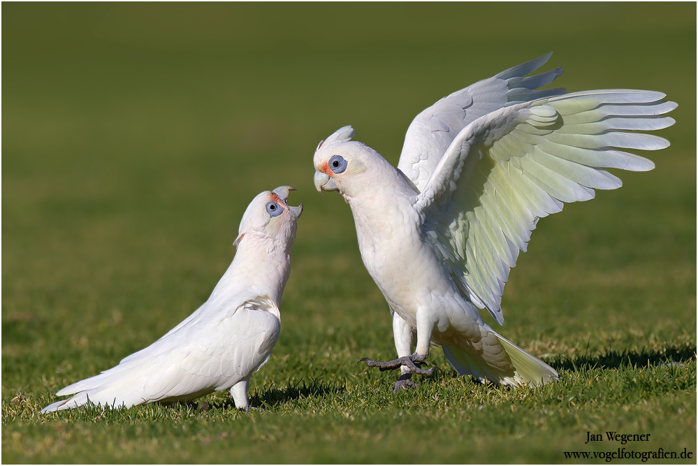 Tough Love - Nacktaugenkakadus (Cacatua sanguinea)