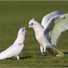 Tough Love - Nacktaugenkakadus (Cacatua sanguinea)