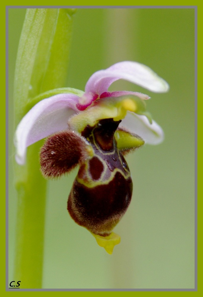 toujours attendrissantes ces orchidées !