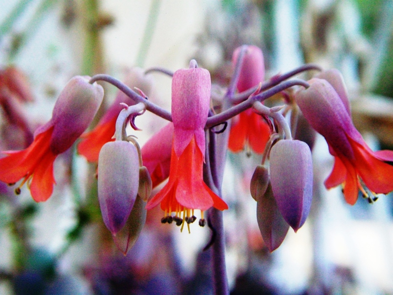 toujours dans mon petit jardin