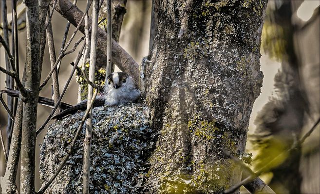 Toujours dans son nid 