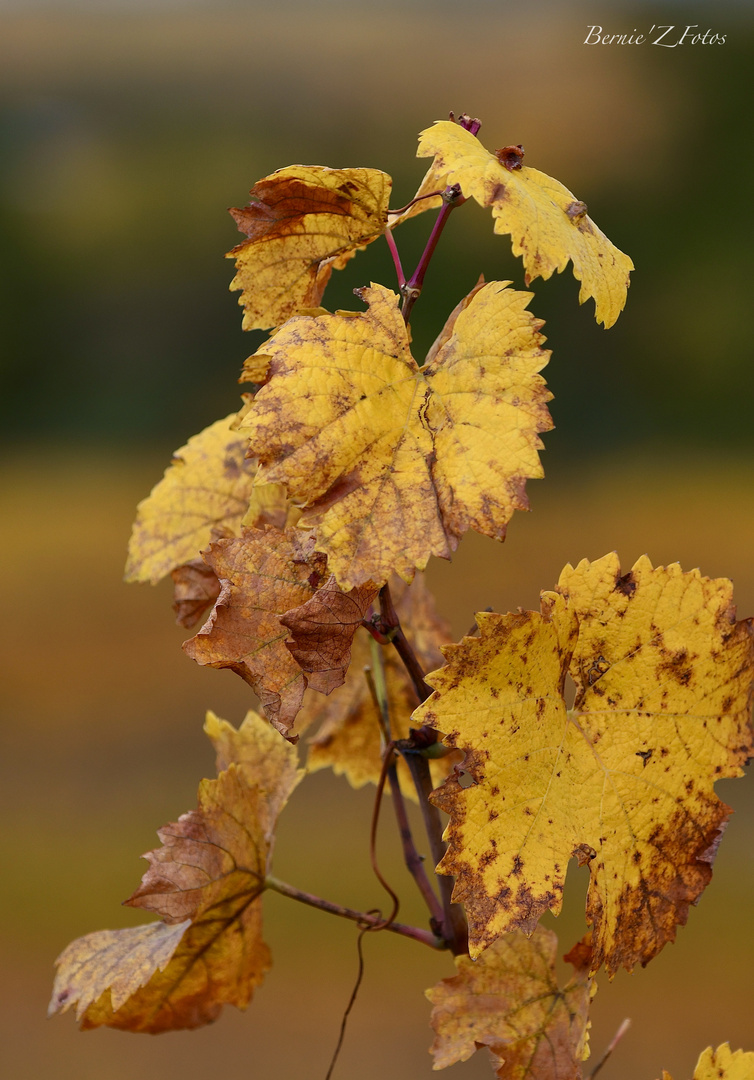 Toujours jaune