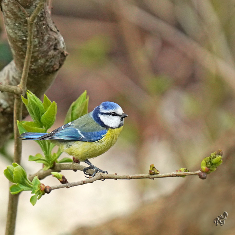 Toujours là ....la petite bleue.....