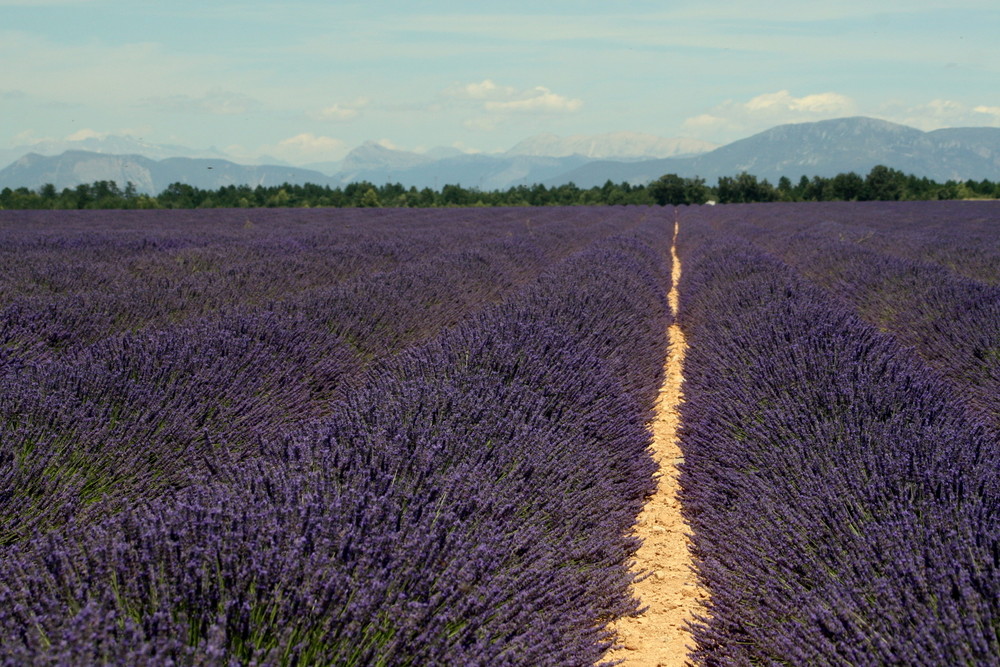 Toujours la lavande...