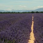 Toujours la lavande...