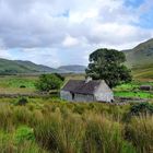 toujours le connemara quel bonheur