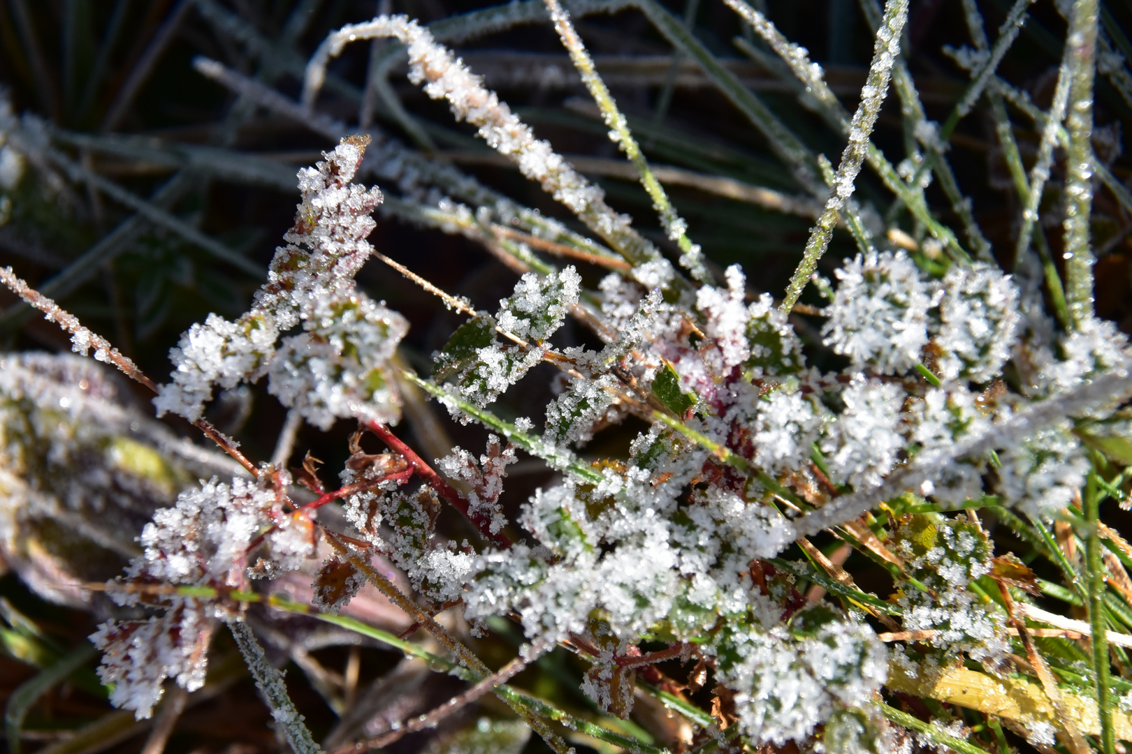 toujours le givre