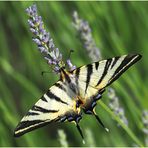 Toujours le même flambé  --  Iphiclides podalirius