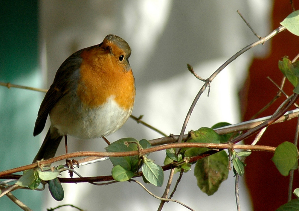 toujours le rouge gorge