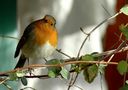 toujours le rouge gorge de pierregou 