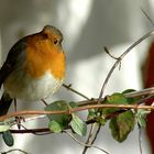 toujours le rouge gorge