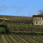 Toujours le Vin Sent son Terroir.........