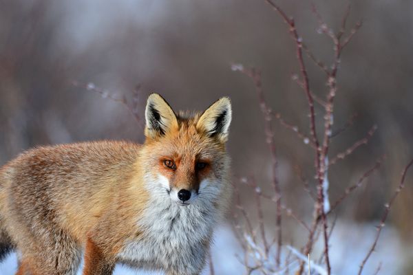 Toujours mon ami cet hiver, un vrai top modèle :-)