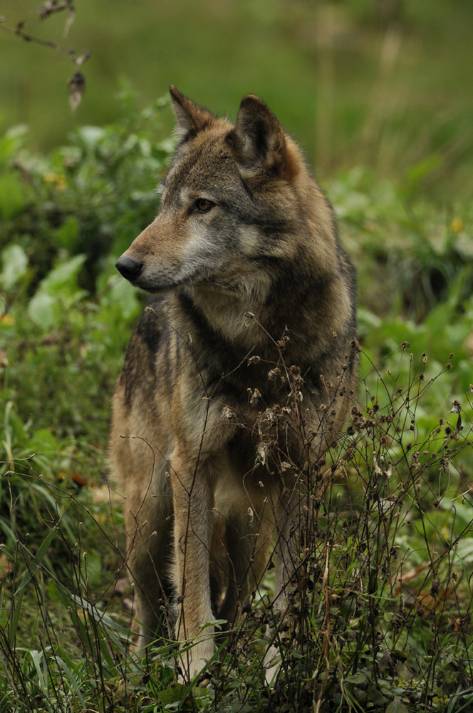 toujours mon ami le loup