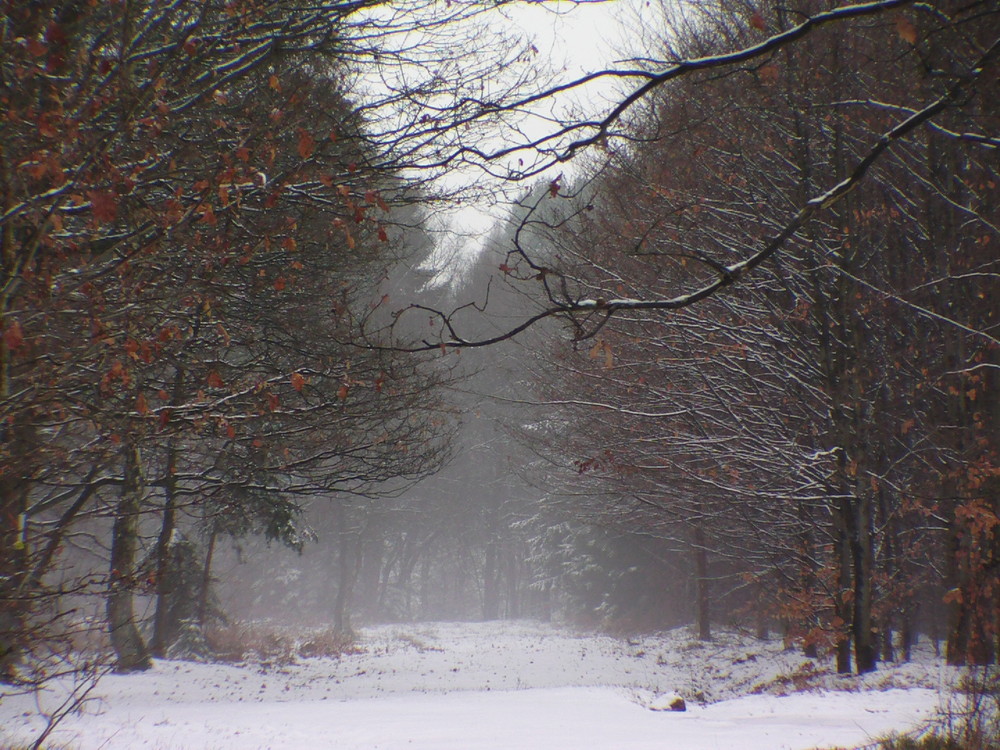 Toujours nos belles ardennes belges