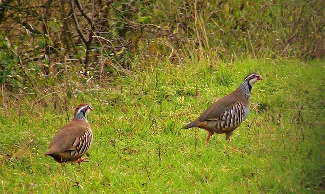 toujours par deux...