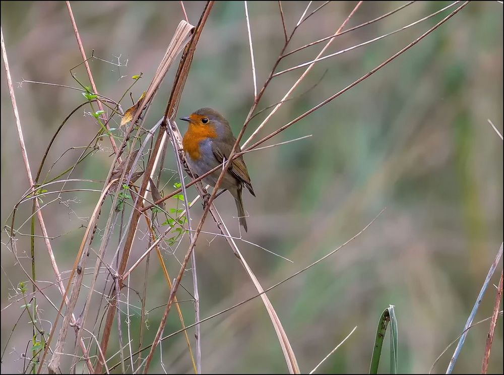 Toujours petit rouge-gorge