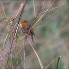 Toujours petit rouge-gorge