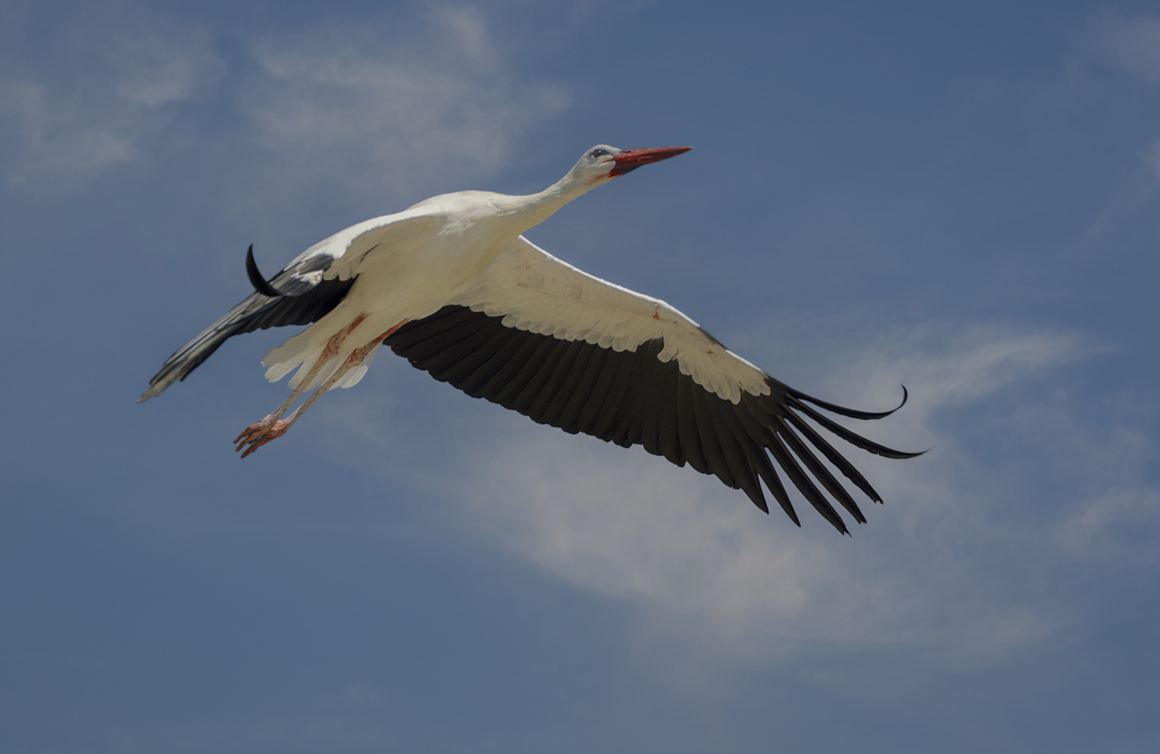 Toujours plus haut ! (Ciconia, cigogne)