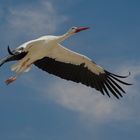 Toujours plus haut ! (Ciconia, cigogne)