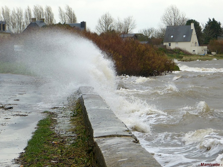 Toujours sur le pont de la Saire dans le Cotentin ( 2 sur 3 )