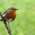 toujours un rouge gorge