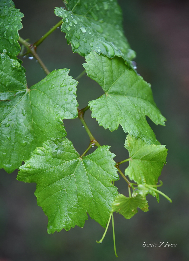 Toujours vert