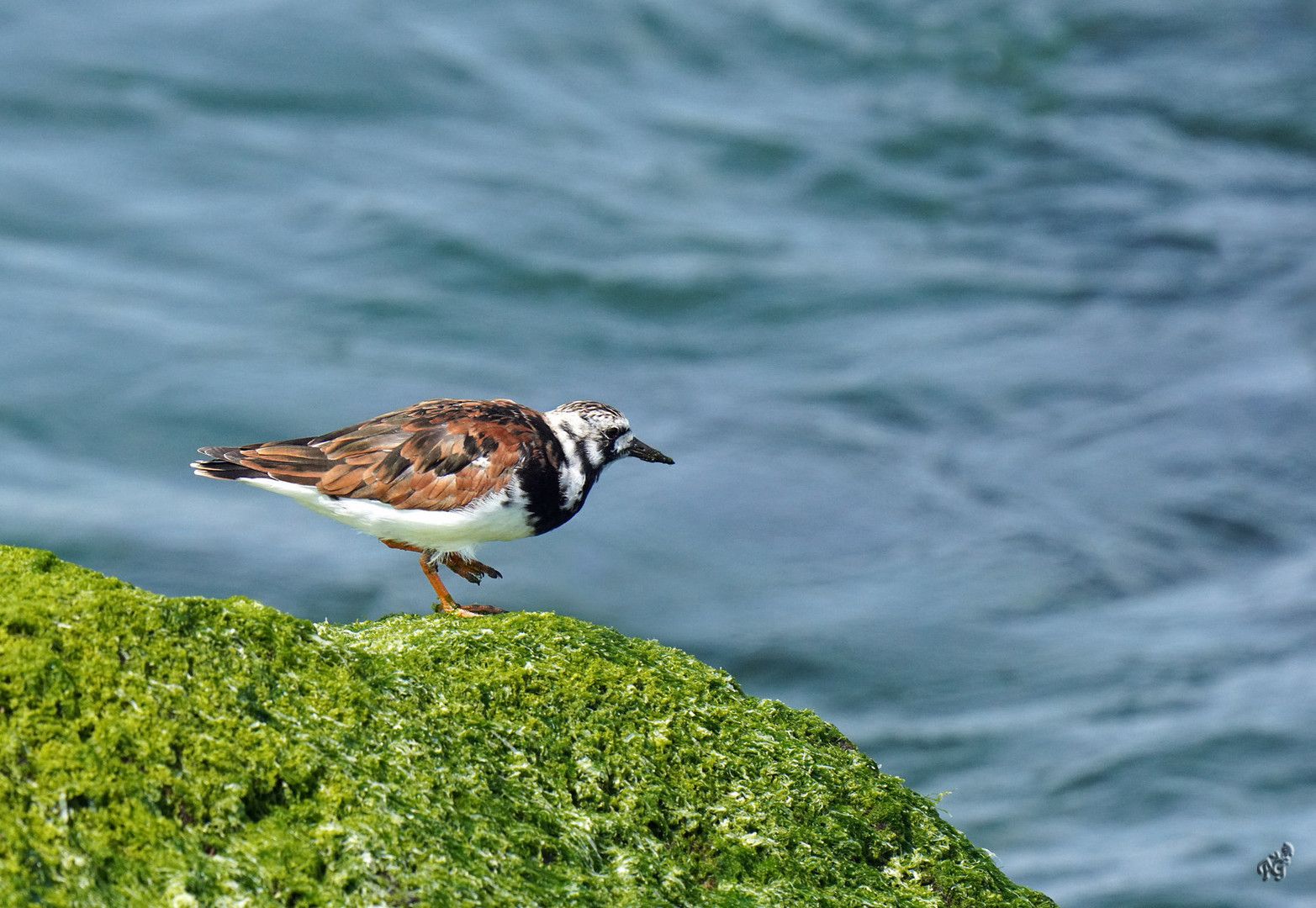 Toujous en plumage nuptial 