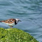 Toujous en plumage nuptial 