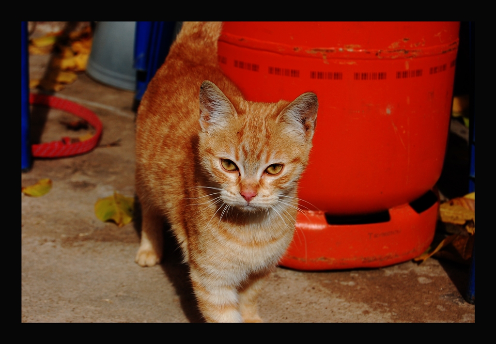 Toulouse quiere jugar