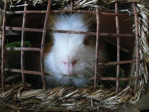 Toulusy hinter Gittern