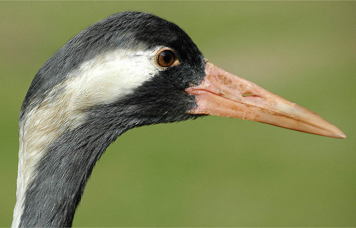 Toupe´ Foto & Bild fotomontage, natur, digiart Bilder auf