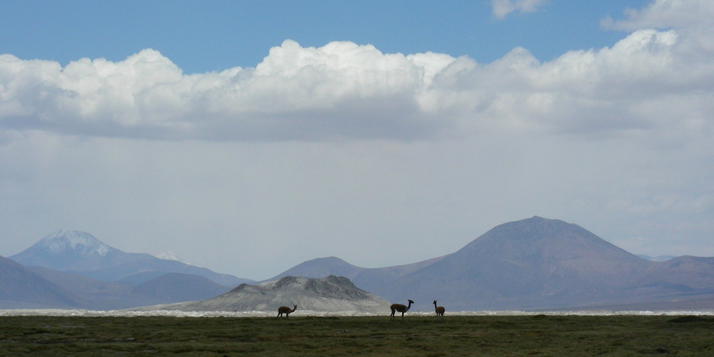 Tour Arica to Iquique