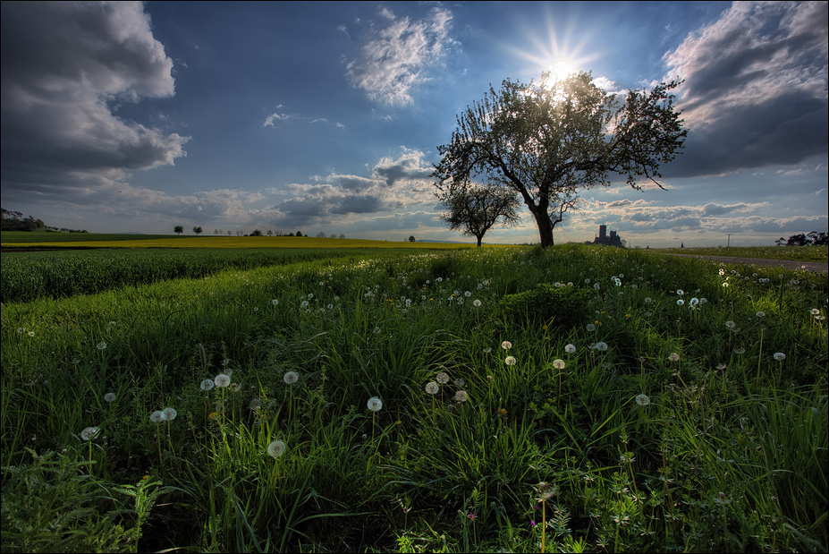 Tour de Raps - Pusteblumen