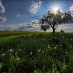 Tour de Raps - Pusteblumen