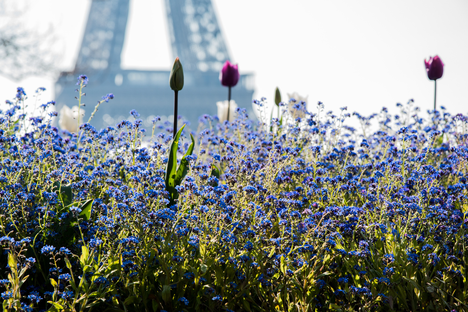 Tour Eiffel bleu avec fleurettes