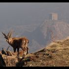 tour sarrasine du chatel