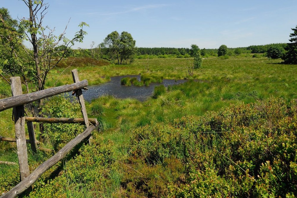 Tourbière dans la fagne 2