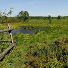 Tourbière dans la fagne 2