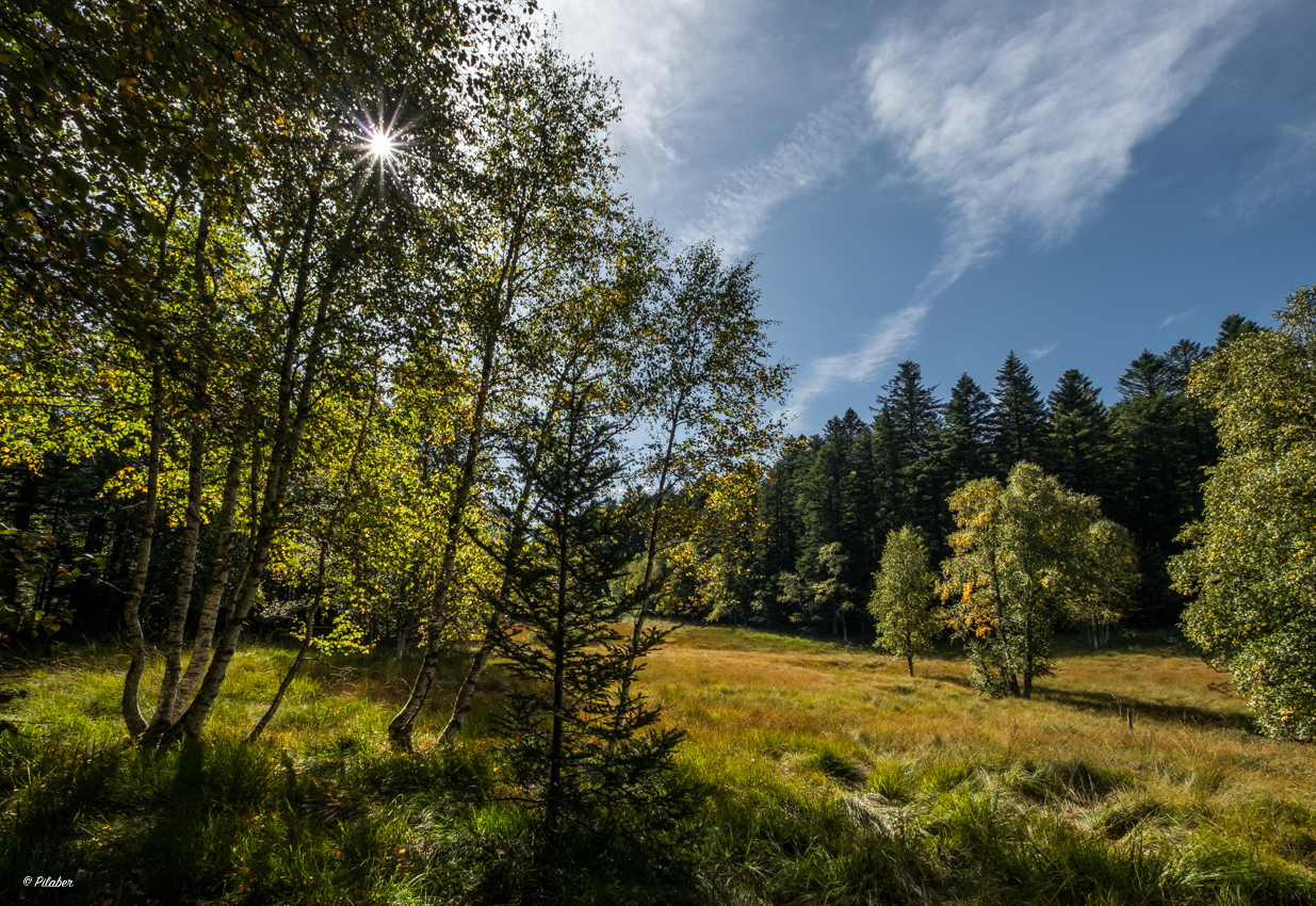 Tourbière des Vosges